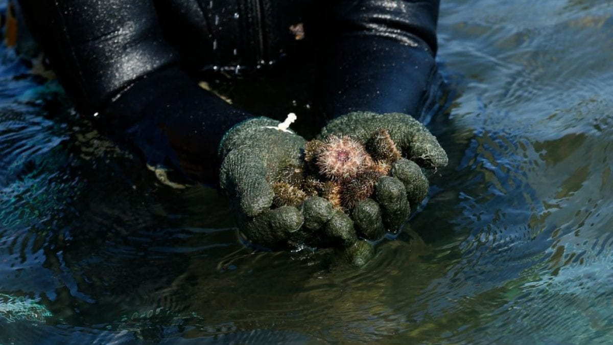 Résolu le mystère de la mort de milliers d'oursins : c'est la cause du massacre 2 Resolu le mystere de la mort de milliers doursins