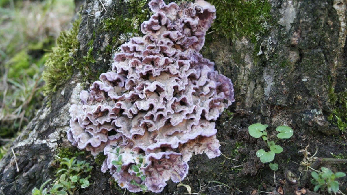 Un homme a été infecté par le champignon "maladie du plomb" des plantes : le premier cas connu au monde 2 Une plante touchée par