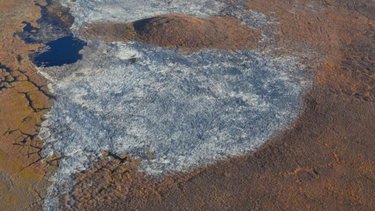 Un tas d'arbres tombés dans l'Arctique a atteint la taille d'une ville 2 Le bloc de bois dans le delta du fleuve Mackensie, au Canada, considéré comme la plus grande accumulation au monde / Crédit : Alicia Sendrowski