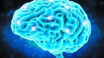 Cerveau Effet Placebo