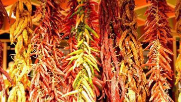 Les piments existent depuis bien plus longtemps que vous ne le pensez 14 Les piments existent depuis bien plus longtemps que vous ne le pensez