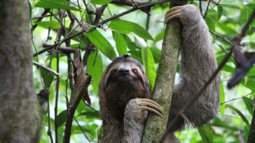 La fourrure de paresseux pourrait sauver des millions de vies chaque année 9 La fourrure de paresseux pourrait sauver des millions de vies chaque année