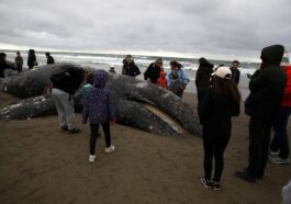 Comment la carcasse d'une baleine morte est éliminée