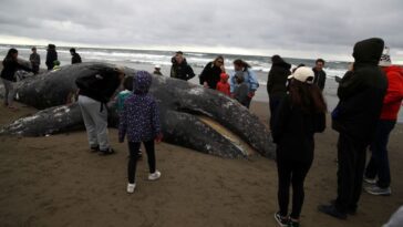Comment la carcasse d'une baleine morte est éliminée 25 Comment la carcasse d'une baleine morte est éliminée