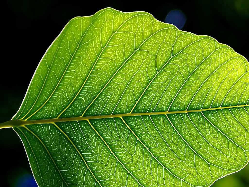 La clé secrète de la photosynthèse déchiffrée : c'est ainsi que l'eau se divise pour produire de l'oxygène