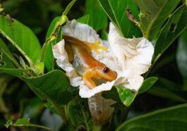 La première espèce de grenouille pollinisatrice a probablement été découverte au Brésil