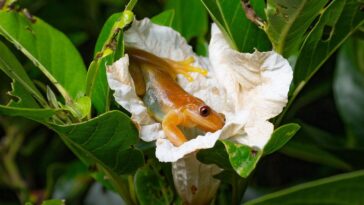 La première espèce de grenouille pollinisatrice a probablement été découverte au Brésil 20 La première espèce de grenouille pollinisatrice a probablement été découverte au Brésil