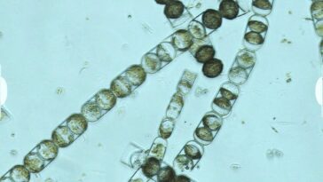 Algues arctiques pleines de microplastiques : nous avons pollué toute la planète 19 Algues arctiques pleines de microplastiques : nous avons pollué toute la planète