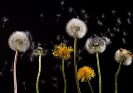 Le pollen semble avoir un impact négatif sur le changement climatique