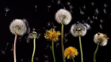 Le pollen semble avoir un impact négatif sur le changement climatique 10 Le pollen semble avoir un impact négatif sur le changement climatique