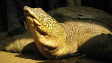 Adieu la dernière femelle tortue géante du Yangtsé : l'espèce vouée à l'extinction 8 Adieu la dernière femelle tortue géante du Yangtsé : l'espèce vouée à l'extinction