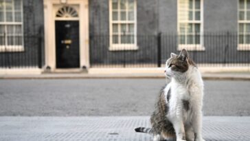 Nous connaissons maintenant la meilleure façon d'attirer l'attention d'un chat 7 Nous connaissons maintenant la meilleure façon d'attirer l'attention d'un chat