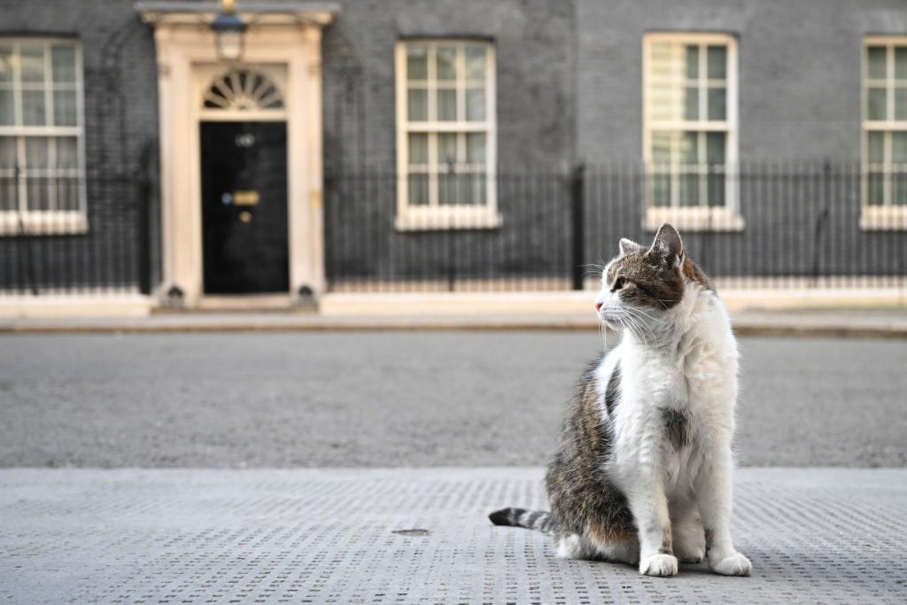 Nous connaissons maintenant la meilleure façon d'attirer l'attention d'un chat