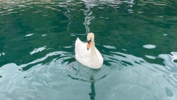 Cygne décapité dans un port de Trieste : l'oiseau était là depuis quelques jours 6 Cygne décapité dans un port de Trieste : l'oiseau était là depuis quelques jours