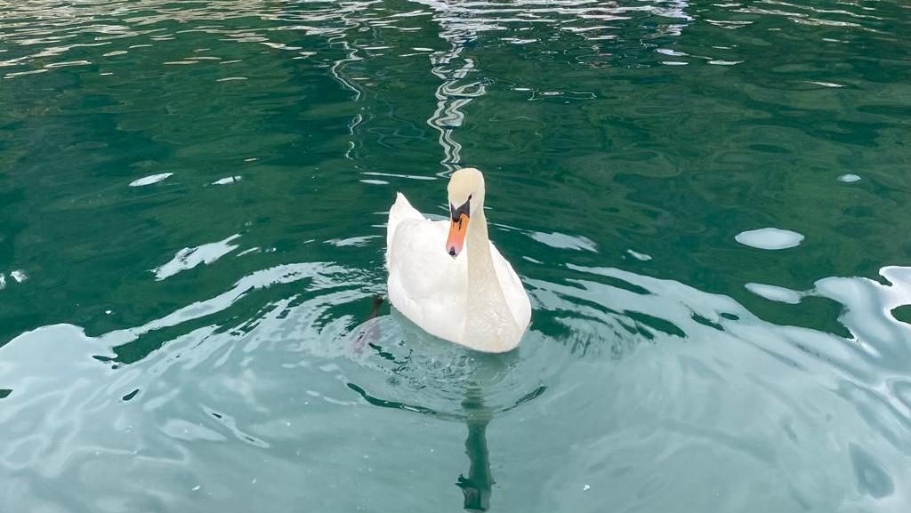 Cygne décapité dans un port de Trieste : l'oiseau était là depuis quelques jours