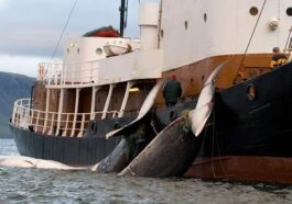 L'agonie déchirante des baleines harponnées dure jusqu'à 2 heures: un rapport de choc cloue l'Islande