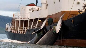 L'agonie déchirante des baleines harponnées dure jusqu'à 2 heures: un rapport de choc cloue l'Islande 3 L'agonie déchirante des baleines harponnées dure jusqu'à 2 heures: un rapport de choc cloue l'Islande