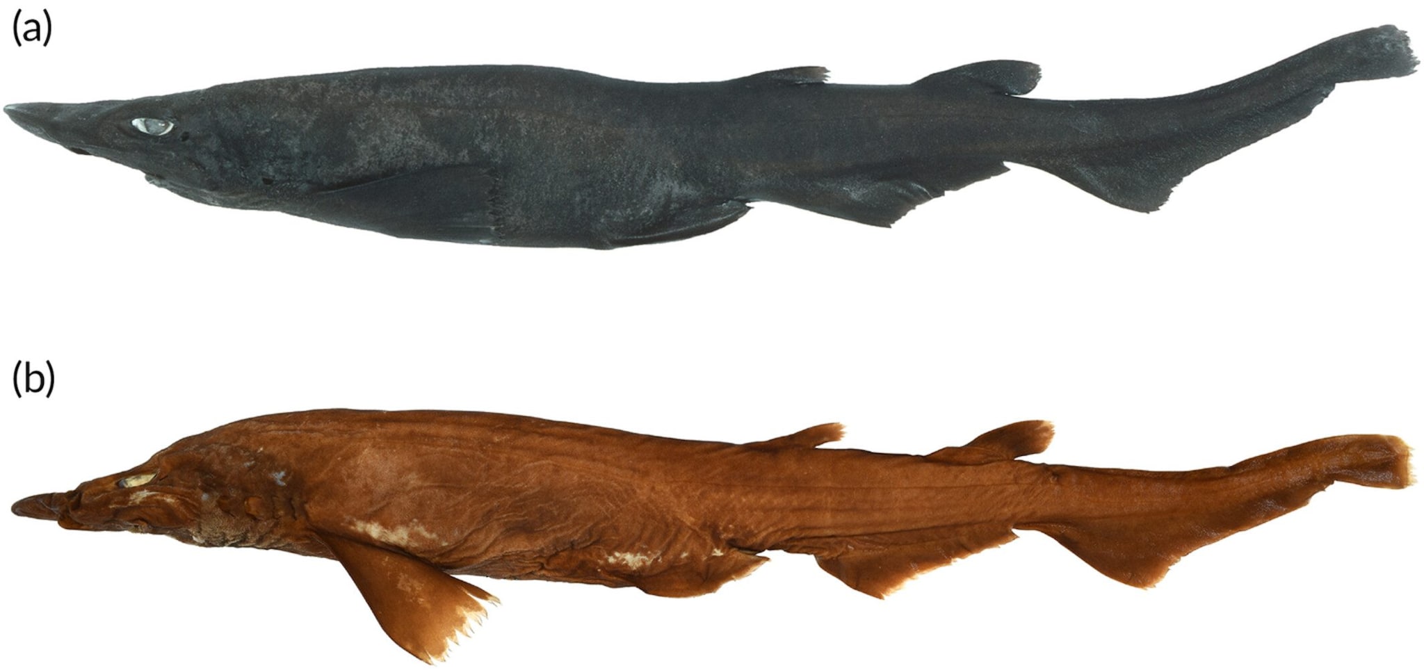 Découverte d'une nouvelle espèce de requin démon : ses yeux sont complètement blancs et brillants 4 La nouvelle espèce de requin (a, spécimen frais, b conservé). Crédit : White et al/Journal of Fish Biology