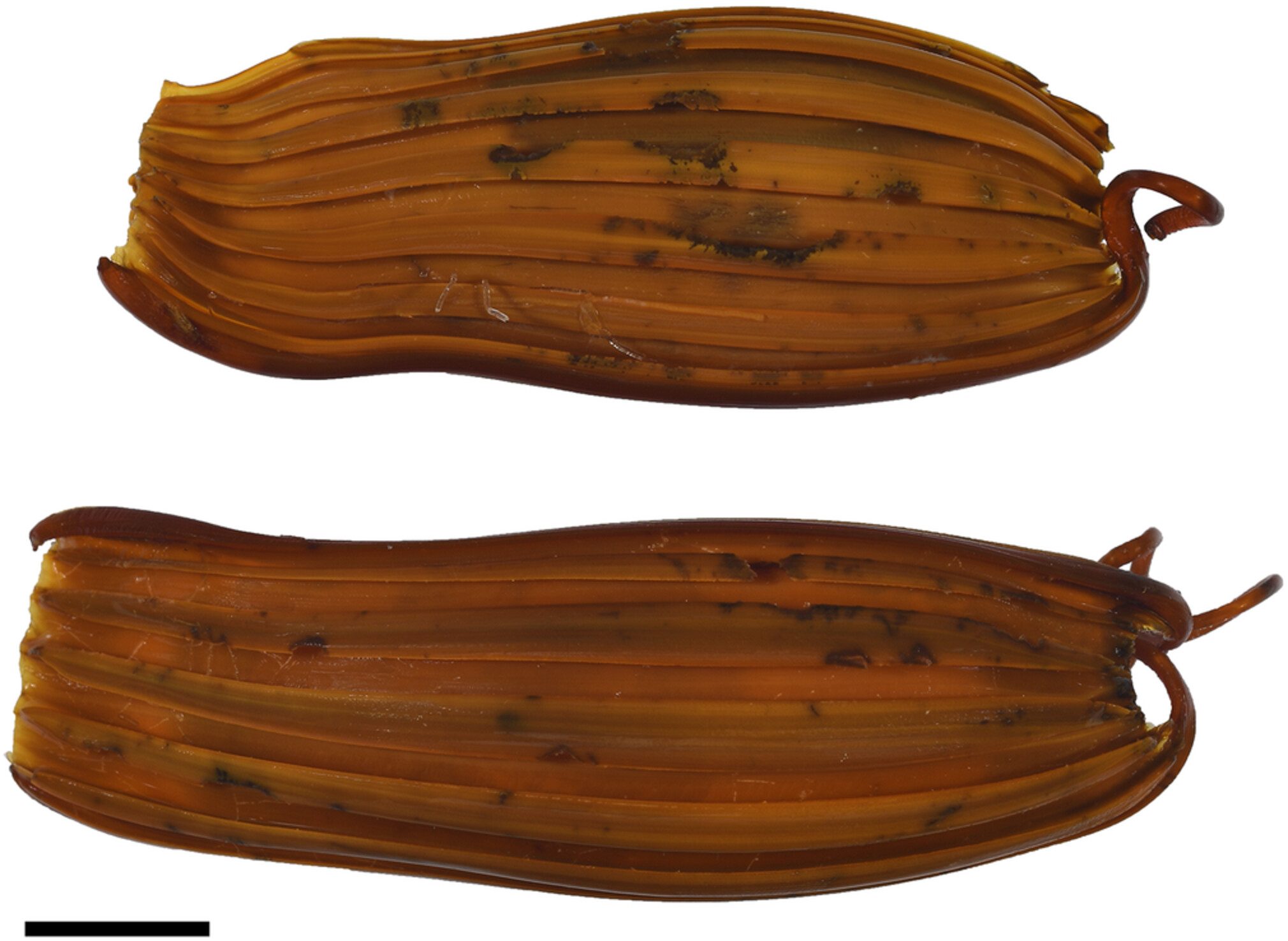 Découverte d'une nouvelle espèce de requin démon : ses yeux sont complètement blancs et brillants 3 Oeufs de requin. Crédit : White et al/Journal of Fish Biology