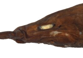 Découverte d'une nouvelle espèce de requin démon : ses yeux sont complètement blancs et brillants