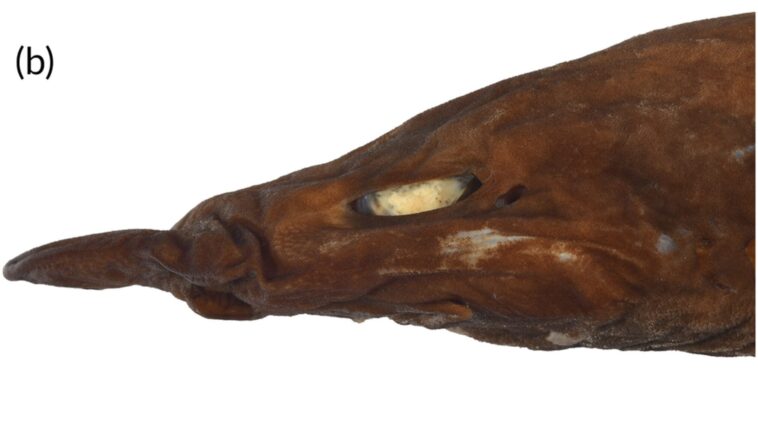 Découverte d'une nouvelle espèce de requin démon : ses yeux sont complètement blancs et brillants 1 Découverte d'une nouvelle espèce de requin démon : ses yeux sont complètement blancs et brillants