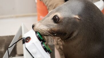 Les otaries marines aiment se détendre avec un bon jeu vidéo 19 Navy sea lions enjoy unwinding with a good video game