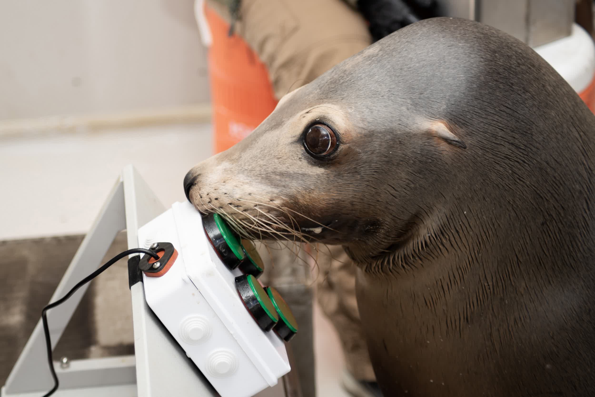 Les otaries marines aiment se détendre avec un bon jeu vidéo 77 Navy sea lions enjoy unwinding with a good video game