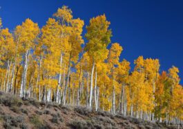 Enregistrement de la "voix" de Pando, l'être vivant le plus lourd sur Terre : vous pouvez maintenant l'écouter