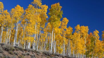 Enregistrement de la "voix" de Pando, l'être vivant le plus lourd sur Terre : vous pouvez maintenant l'écouter