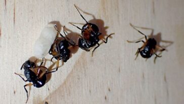 Les fourmis savent même faire le mort pour éviter les prédateurs