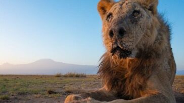 Loonkito, le plus vieux lion du monde tué par des bergers Massaï au Kenya, est mort