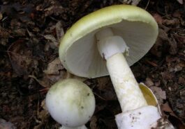 Le champignon le plus toxique du monde semble enfin avoir un antidote 46 Le champignon le plus toxique du monde semble enfin avoir un antidote