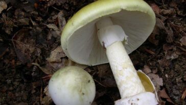 Le champignon le plus toxique du monde semble enfin avoir un antidote 29 Le champignon le plus toxique du monde semble enfin avoir un antidote