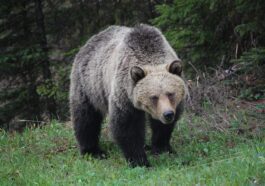 Tout d'abord ok pour le spray anti-ours de Viminale : comment ça marche et quand l'utiliser
