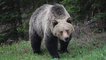 Tout d'abord ok pour le spray anti-ours de Viminale : comment ça marche et quand l'utiliser 27 Tout d'abord ok pour le spray anti-ours de Viminale : comment ça marche et quand l'utiliser