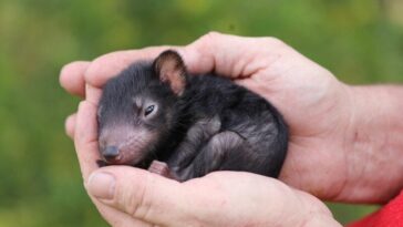 Le premier diable de Tasmanie réintroduit en Australie a donné naissance à trois adorables chiots 23 Le premier diable de Tasmanie réintroduit en Australie a donné naissance à trois adorables chiots