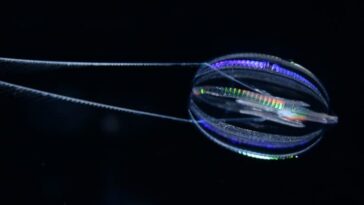 On sait enfin quel était le premier animal sur Terre et à quoi il ressemblait 21 On sait enfin quel était le premier animal sur Terre et à quoi il ressemblait