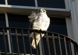 Adieu Pale Male, l'oiseau de proie le plus célèbre de New York décédé à 33 ans (qui n'était pas un faucon)