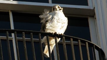 Adieu Pale Male, l'oiseau de proie le plus célèbre de New York décédé à 33 ans (qui n'était pas un faucon) 11 Adieu Pale Male, l'oiseau de proie le plus célèbre de New York décédé à 33 ans (qui n'était pas un faucon)