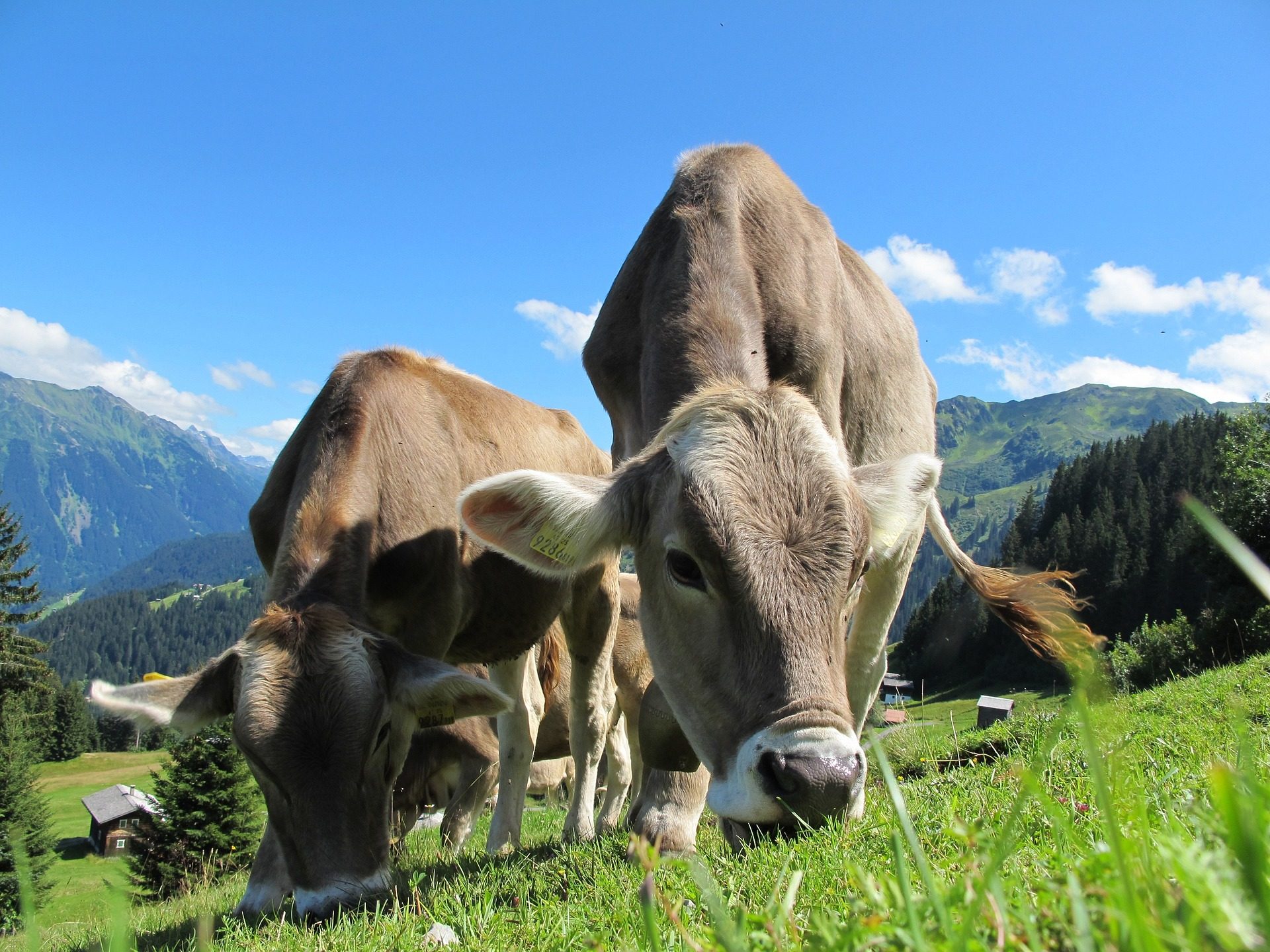 Cas atypique de vache folle aux USA : qu'est-ce que c'est et quels sont les risques