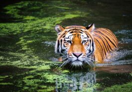 La moitié des animaux sur Terre sont menacés d'extinction à cause de l'homme : c'est pire que prévu