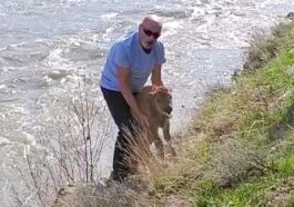 Un homme sauve un bison d'une rivière : les rangers "forcés" de tuer l'animal