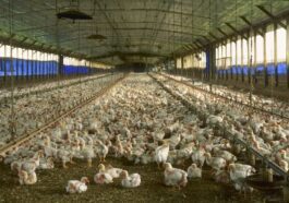 L'UE devra vérifier si les élevages de poulets de chair respectent les normes de bien-être animal