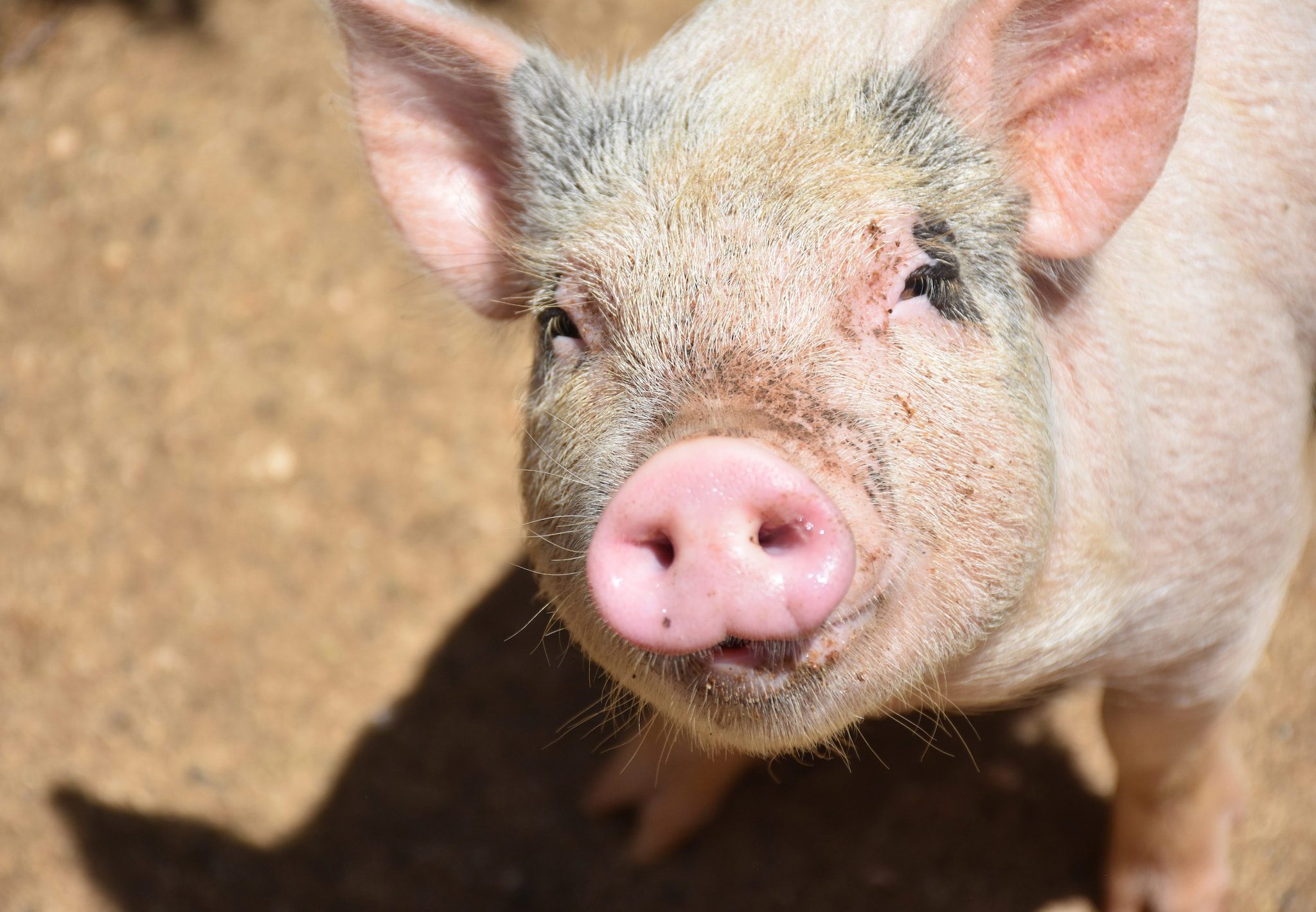 Utiliser de la graisse de porc comme carburéacteur est une très mauvaise idée