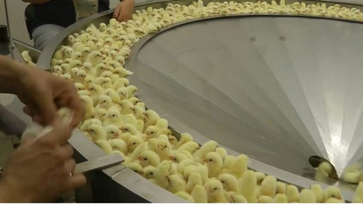 L'appareil détecte le sexe par l'odeur d'œuf : épargnera des milliards de poussins du déchiquetage 2 Crédit : Crédit : Animal Equality Italy/Youtube Video (https://youtu.be/w75rbsjc2N8)