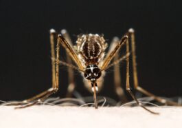 Les moustiques sont attirés par l'odeur de certains savons : voici lesquels les attirent et lesquels sont répulsifs 48 Les moustiques sont attirés par l'odeur de certains savons : voici lesquels les attirent et lesquels sont répulsifs