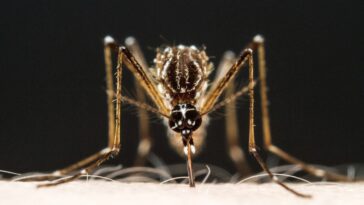 Les moustiques sont attirés par l'odeur de certains savons : voici lesquels les attirent et lesquels sont répulsifs
