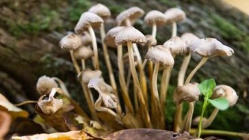 Un garçon daltonien retrouve les couleurs après avoir consommé des champignons hallucinogènes 8 Un garçon daltonien retrouve les couleurs après avoir consommé des champignons hallucinogènes