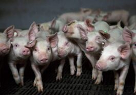 Abattage de porcs, poissons, lapins et autres animaux en Chine : « cuits vivants » par la chaleur accablante