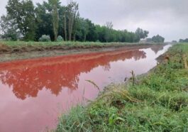 Couleurs anormales des eaux en Émilie-Romagne après le déluge : des tonnes de poissons morts
